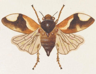 Aquarelle d'entomologie Pl075 - George Hudson — widok dzieła