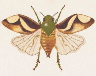 Aquarelle d'entomologie Pl078 - George Hudson — widok dzieła