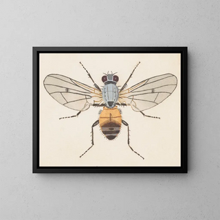 George Hudson - Entomology watercolour Pl079.webp