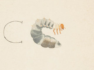 akwarelowy entomologii Pl085 - George Hudson — widok dzieła
