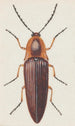 akwarelowy entomologiczny Pl091 - George Hudson — widok dzieła