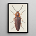 akwarelowy entomologiczny Pl091 - George Hudson — oprawiony obraz na ścianie