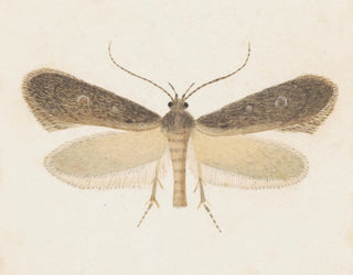 Aquarelle d'entomologie Pl096 - George Hudson — widok dzieła