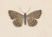 Entomologia akwarela Pl097 - George Hudson — widok dzieła