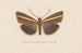 Entomologia akwarela Pl106 - George Hudson — widok dzieła