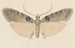 Entomologia akwarela Pl113 - George Hudson — widok dzieła