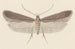 Entomologia akwarela Pl114 - George Hudson — widok dzieła