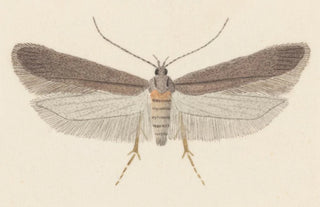 George Hudson - Entomology watercolour Pl114.webp