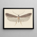 Entomologia akwarela Pl114 - George Hudson — oprawiony obraz na ścianie