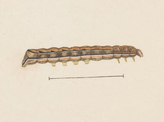 Aquarelle d'entomologie Pl115 - George Hudson — widok dzieła