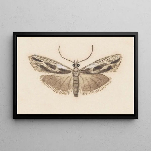 Entomologia akwarela Pl119 - George Hudson — oprawiony obraz na ścianie