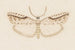 Entomologia akwarela Pl120 - George Hudson — widok dzieła