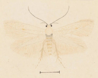 Aquarelle d'entomologie Pl131 - George Hudson — widok dzieła