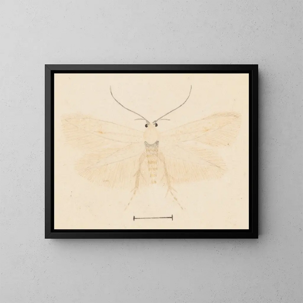 Aquarelle d'entomologie Pl131 - George Hudson — oprawiony obraz na ścianie