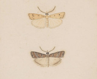 akwarelowy entomologii Pl134 - George Hudson — widok dzieła