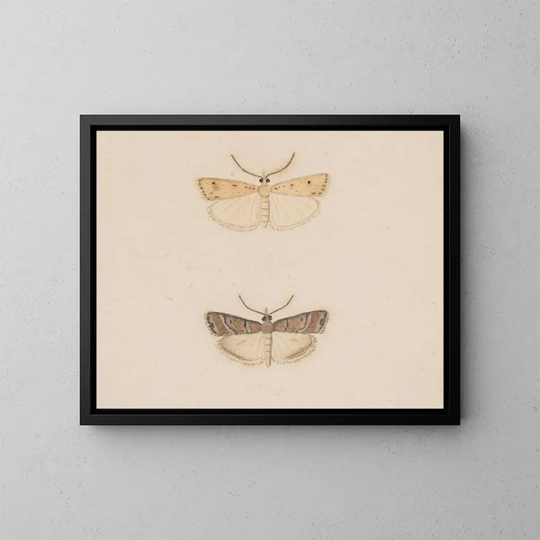 akwarelowy entomologii Pl134 - George Hudson — oprawiony obraz na ścianie