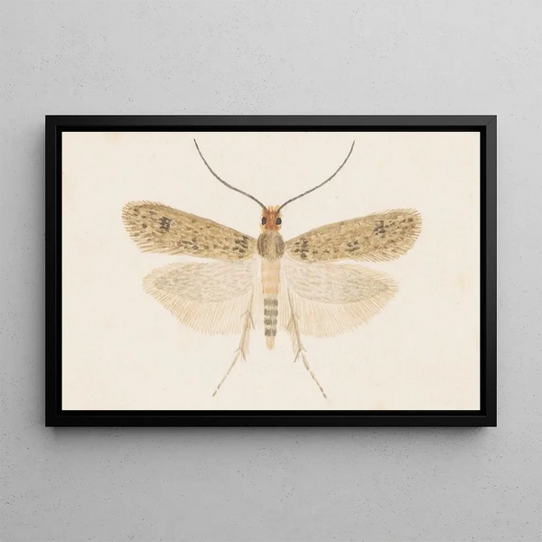 Entomologia akwarela Pl135 - George Hudson — oprawiony obraz na ścianie