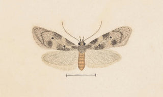 George Hudson - Entomology watercolour Pl138.webp