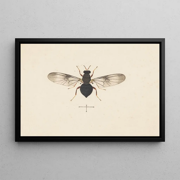 Entomologia akwarela Pl141 - George Hudson — oprawiony obraz na ścianie