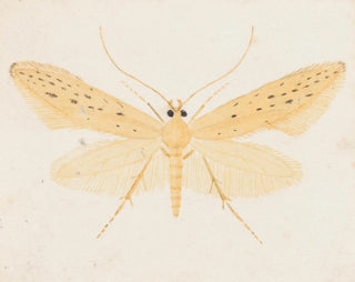 Aquarelle d'entomologie Pl144 - George Hudson — widok dzieła