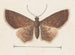Aquarelle d'entomologie Pl152 - George Hudson — widok dzieła
