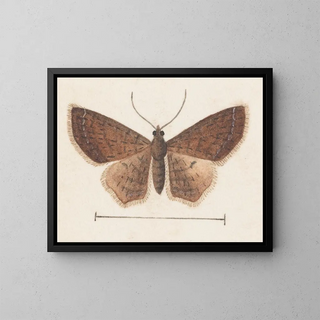 George Hudson - Entomology watercolour Pl152.webp