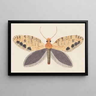 George Hudson - Entomology watercolour Pl158.webp