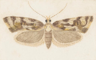 George Hudson - Entomology watercolour Pl159.webp