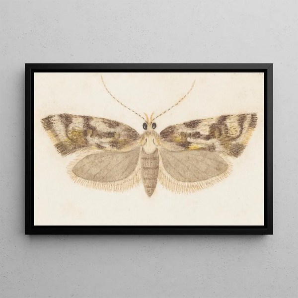 Entomologia akwarela Pl159 - George Hudson — oprawiony obraz na ścianie