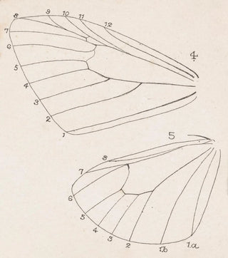 George Hudson - Entomology watercolour Pl165.webp