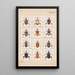 Planche originale peinte à la main pour Fragments d'entomologie néo-zélandaise Planche XIV - George Hudson — oprawiony obraz na ścianie