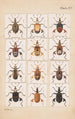Planche originale peinte à la main pour Fragments d'entomologie néo-zélandaise Planche XIV - George Hudson — widok dzieła