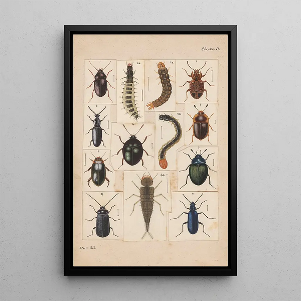 George Hudson - Original hand painted plate for New Zealand Beetles Plate II.webp