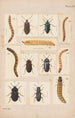 Planche originale peinte à la main pour Coléoptères de Nouvelle-Zélande Planche IX - George Hudson — widok dzieła