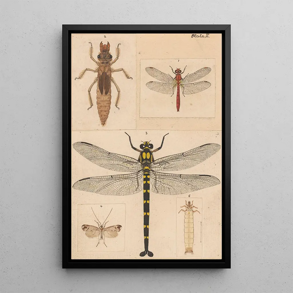 George Hudson - Original hand painted plate for New Zealand Neuroptera Plate II.webp