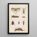 plansza oryginalna ręcznie malowana do podręcznika entomologii nowozelandzkiej Plansza XVII - George Hudson — oprawiony obraz na ścianie