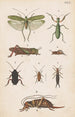 plansza oryginalna ręcznie malowana do podręcznika entomologii nowozelandzkiej Plansza XVII - George Hudson — widok dzieła