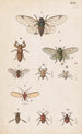 oryginalny ręcznie malowany do podręcznika entomologii nowozelandzkiej, plansza XX - George Hudson — widok dzieła