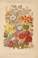 Dictionnaire pratique d'horticulture Pl05 - George Nicholson — widok dzieła
