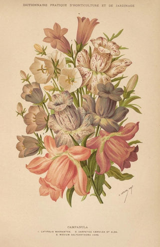 George Nicholson - Dictionnaire pratique dhorticulture Pl09.webp