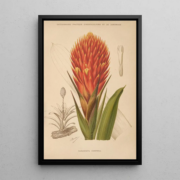 George Nicholson - Dictionnaire pratique dhorticulture Pl10.webp