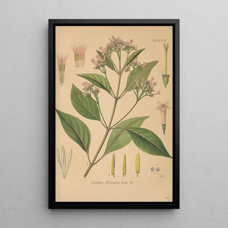 George Nicholson - Dictionnaire pratique dhorticulture Pl11.webp