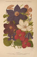 Dictionnaire pratique d'horticulture Pl13 - George Nicholson — widok dzieła