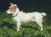 Piper, terrier Jack Russell - George Paice — widok dzieła