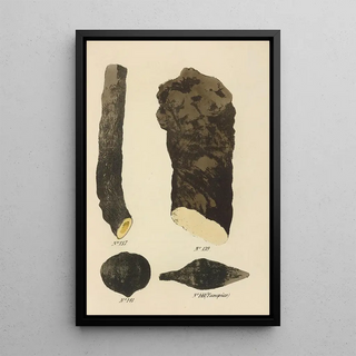 George Sampson Valentine Wills - A Manual of Vegetable Materia Medica Pl03.webp