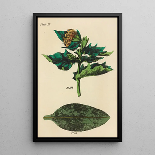 George Sampson Valentine Wills - A Manual of Vegetable Materia Medica Pl06.webp