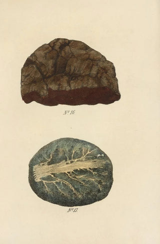 George Sampson Valentine Wills - A Manual of Vegetable Materia Medica Pl15.webp