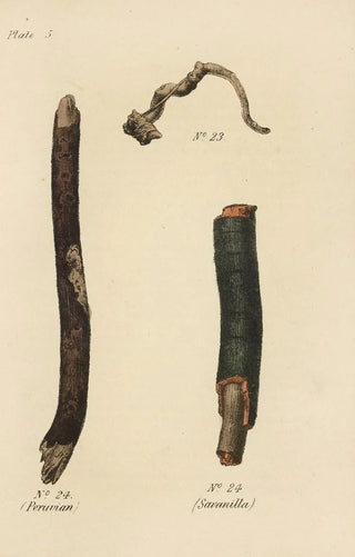 George Sampson Valentine Wills - A Manual of Vegetable Materia Medica Pl19.webp