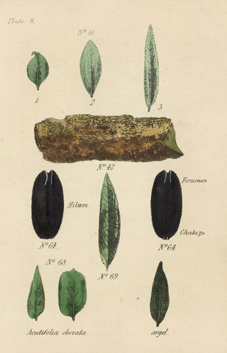 George Sampson Valentine Wills - A Manual of Vegetable Materia Medica Pl22.webp