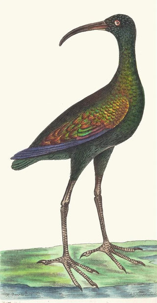 George Shaw - Brasilian Curlew.webp